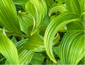 Abstract Photography